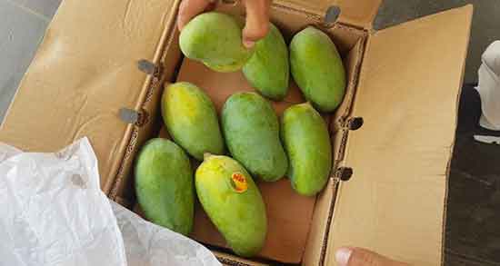 خوردن انبه بعد از انتقال جنین ؛ تاثیر استفاده از خوردن انبه برای سقط جنین