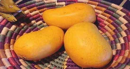 انبه گیلان در بارداری ؛ تاثیر استفاده از انبه گیلان برای زنان باردار چیست
