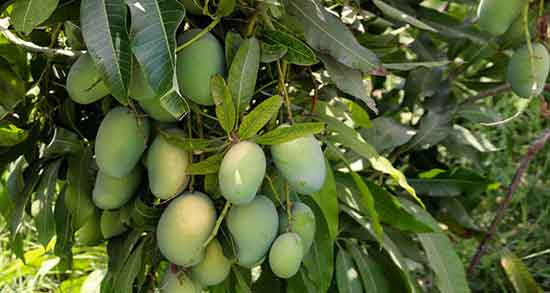 انبه را با چه چیزی بخوریم ؛ ایا ترکیب انبه با موز برای بدن مفید است