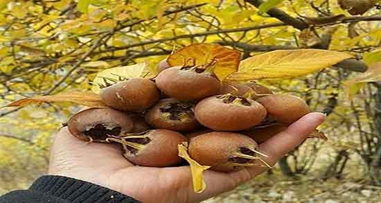 ازگیل خشک ؛ چگونه میوه ازگیل را خشک کنیم + نحوه خشک کردن ازگیل