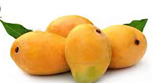 هوس انبه در بارداری ؛ ویار انبه برای زنان باردار + تاثیر مصرف انبه برای جنین