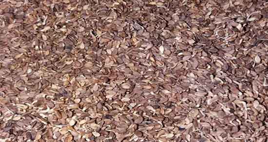 خواص جوانه کنجد و طرز تهیه و طریقه مصرف و عکس جوانه کنجد در بارداری