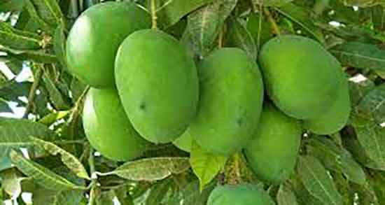 طبع انبه سبز ؛ ایا انبه سبز از نظر طب سنتی طبعی گرم دارد یا سرد