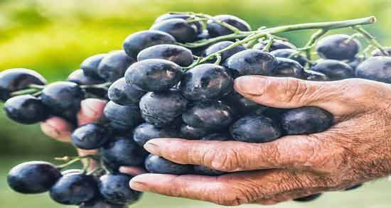 انگور عسگری برای سرماخوردگی ؛ فواید و مضرات خوردن انگور عسگری برای سرماخوردگی