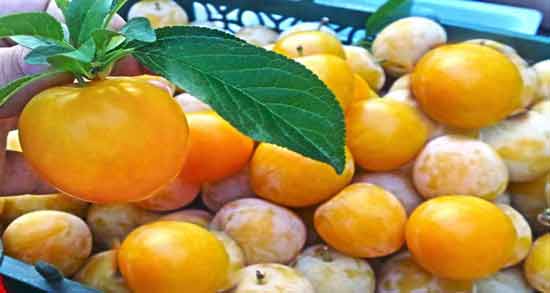خواص آلو آفتابی ؛ همه چیز درباره خاصیت خوردن آلو آفتابی