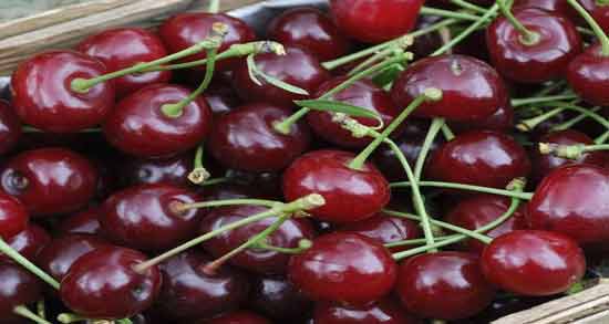 خواص درمانی آلبالو در طب سنتی ؛ فواید مصرف آلبالو برای درمان بیماری ها