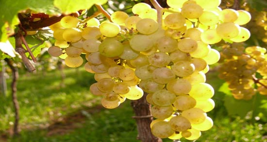 علت دل درد بعد از خوردن انگور ؛ همه چیز درباره مضرات خوردن انگور