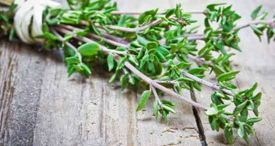 آویشن و فیبروم ؛ خاصیت خوردن آویشن برای درمان فیبروم