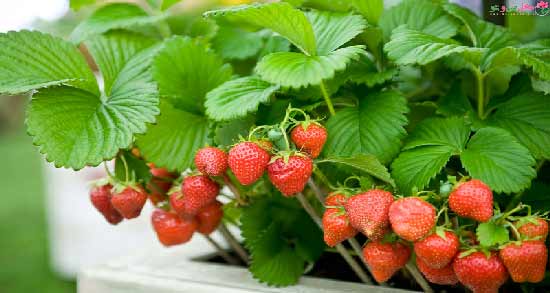 توت فرنگی برای کرونا ؛ خواص و مضرات توت فرنگی برای افراد کرونایی
