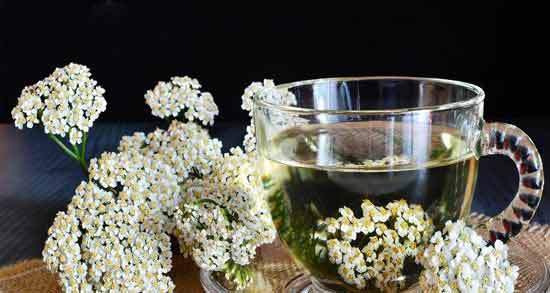 جوشانده بومادران برای چی خوبه ؛ آشنایی با خواص درمانی جوشانده بومادران