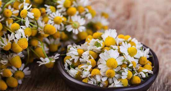 خواص بابونه برای کیست تخمدان نی نی سایت و فواید مصرف بابونه برای درمان ...