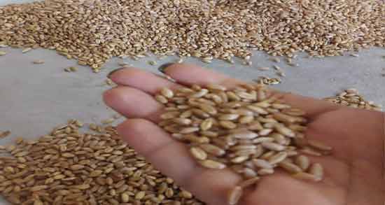 جوانه گندم باعث چاقی شکم میشود ؛ تاثیر خوردن جوانه گندم و چاقی شکم