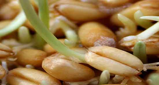 جوانه گندم برای مردان ؛ بررسی فواید و مضرات جوانه گندم برای مردان