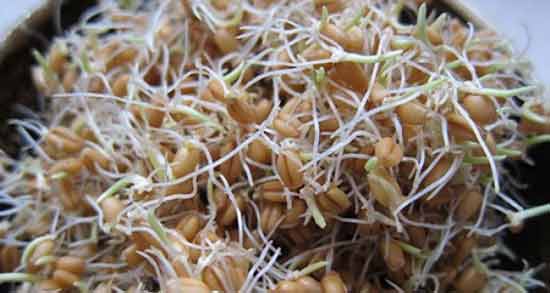 طرز تهیه جوانه گندم در بطری نوشابه ؛ آموزش درست کردن جوانه گندم در بطری نوشابه