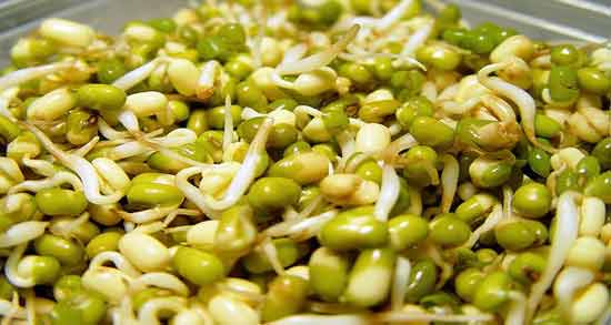 طرز خشک کردن جوانه ماش ؛ نحوه صحیح خشک کردن جوانه ماش