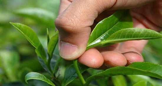 چای سبز برای جوش نی نی سایت ؛ تاثیر استفاده از چای سبز برای درمان جوش