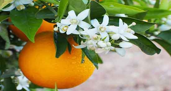 خواص پوست نارنج برای معده ؛ خاصیت استفاده از پوست نارنج برای نفخ معده