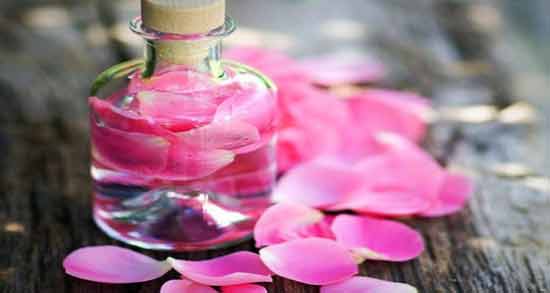فواید گلاب برای سگ ؛ آشنایی با فواید و خواص گلاب برای سگ