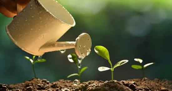 عکس بلوط غیر خوراکی شکل بلوط های غیر خوراکی و مسمومیت زا