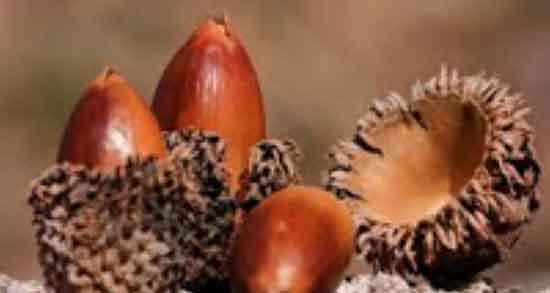 خواص برگ بلوط برای دام ایا برگ بلوط برای تغذیه حیوانات مفید است