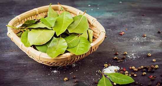 خواص برگ بو برای کرونا فواید مصرف برگ بو برای درمان بیماری کرونا