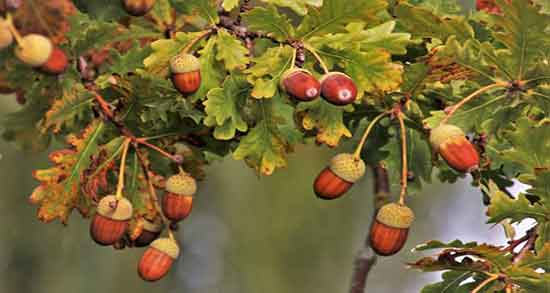 طرز تهیه بلوط ترکیه دستور تهیه بلوط تازه کبابی ترکیه چگونه است