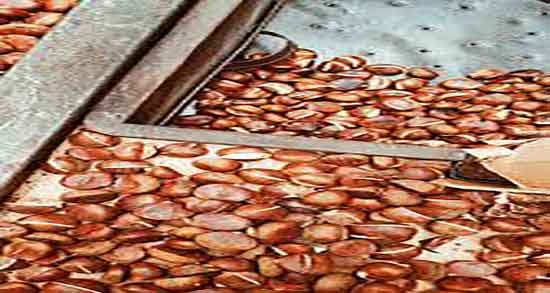 طرز تهیه دمنوش بلوط چگونه دمنوش بلوط درست کنم + دستور دمنوش بلوط