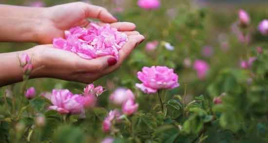 ایا گل محمدی برای قلب ضرر دارد بررسی عوارض و مضرات گل محمدی برای قلب