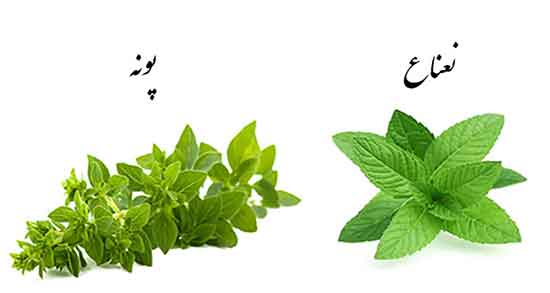 عوارض پونه برای مردان مضرات مصرف پونه برای اسپرم اقایان چیست