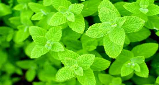 آیا پونه قاعده آور است خاصیت مصرف دمنوش پونه برای ایجاد قاعدگی