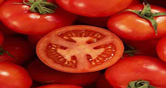 گوجه برای سگ عوارض مصرف گوجه برای حیوانات + مضرات مصرف گوجه