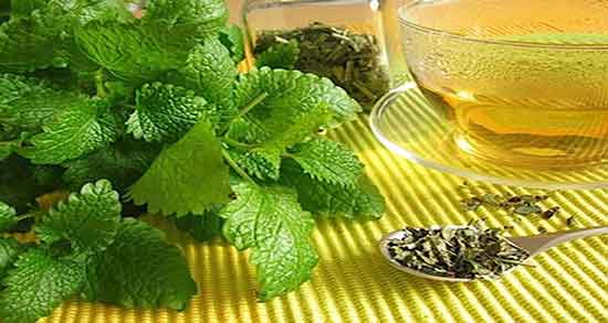 خواص پونه کوهی برای عفونت رحم نی نی سایت فواید پونه کوهی چیست