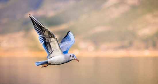 تعبیر خواب پرنده ابن سیرین معنی پرنده در خواب های ما از نظر ابن سیرین چیست