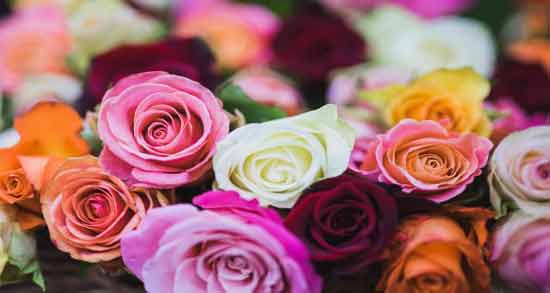 تعبیر خواب گل ابن سیرین معنی گل در خواب های ما از نظر ابن سیرین چیست
