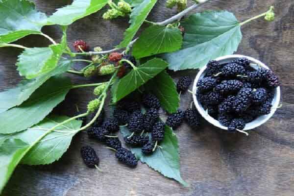 طرز تهیه دمنوش برگ توت مضرات برگ توت خواص برگ توت سیاه برگ توت سفید برای لاغری دلمه برگ توت خواص برگ توت قرمز خواص برگ توت برای دام خواص دمنوش برگ توت سیاه