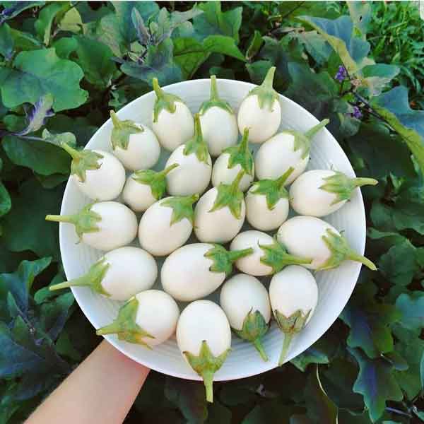 طرز پخت بادمجان سفید فرق بادمجان سفید با سیاه ترشی بادمجان سفید غذا با بادمجان سفید خرید بادمجان سفید بادمجان سفید از کجا بخریم بادمجان سبز قیمت بادمجان سفید