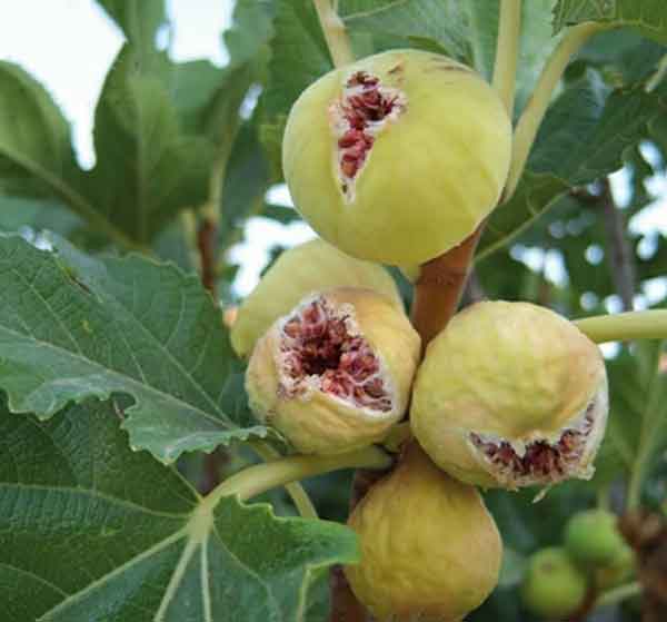 تعبیر خواب چیدن انجیر از درخت برای زن باردار+معنی چیدن انجیر از درخت برای زن باردار در خواب