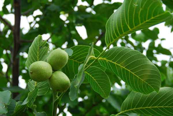 تعبیر خواب درخت گردو سبز + معنی درخت گردو سبز در خواب های ما چیست