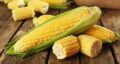 تعبیر خواب گرفتن ذرت از مرده و ذرت پفیلا و ذرت برای زن باردار و مزرعه ذرت سبز