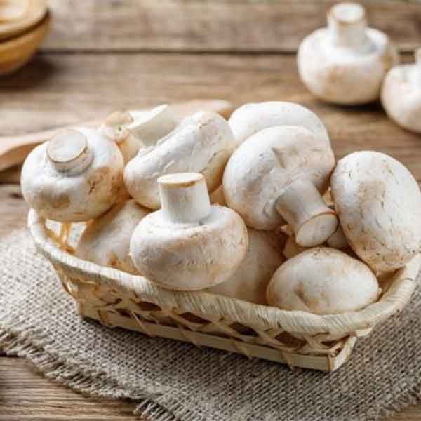 تعبیر خواب قارچ نی نی سایت + معنی قارچ در خواب های ما چیست