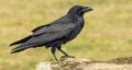 تعبیر خواب نشستن کلاغ روی سر انسان و روی شانه و نوک زدن کلاغ به انسان