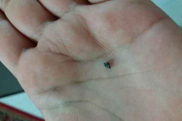 تعبیر خواب فضله موش روی لباس مرده در خواب دختر مجرد
