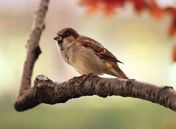 تعبیر خواب گنجشک مریض روس دست شخص مرده از نظر ابن سیرین