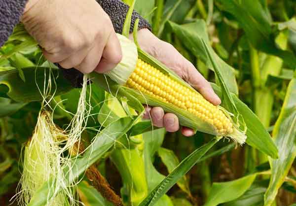 تعبیر خواب ذرت بلال + معنی ذرت بلال در خواب های ما چیست