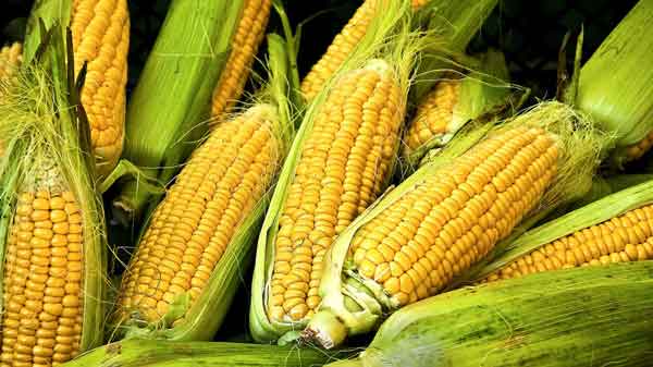 تعبیر خواب ذرت برای زن باردار + معنی ذرت برای زن باردار در خواب های ما چیست