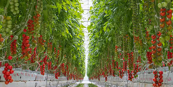 خواص گوجه گیلاسی برای پروستات و مردان و مضرات گوجه گیلاسی