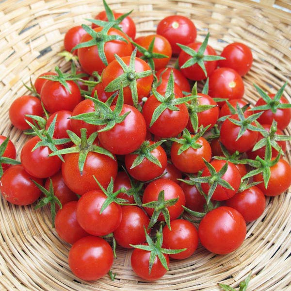 تعبیر خواب گوجه حضرت یوسف + معنی گوجه از نظر حضرت یوسف در خواب های ما چیست