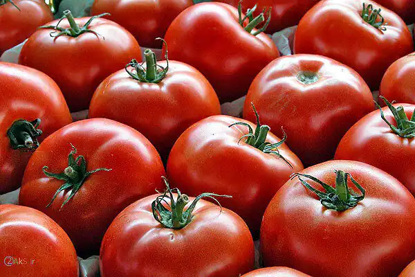 خوردن گوجه در شب خواص گوجه فرنگی برای پروستات فواید گوجه فرنگی برای مردان خواص گوجه و پیاز خواص گوجه فرنگی برای کم خونی خواص گوجه فرنگی خام خواص گوجه فرنگی برای روده خواص گوجه فرنگی برای رحم