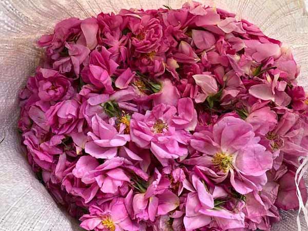 تعبیر خواب گل محمدی ابن سیرین + معنی گل محمدی از نظر ابن سیرین چیست همگی در سایت فال و خواب.امیدواریم این مطلب که حاصل تلاش تیم تعبیر خواب سایت است مورد توجه شما سروران گرامی قرار گیرد.