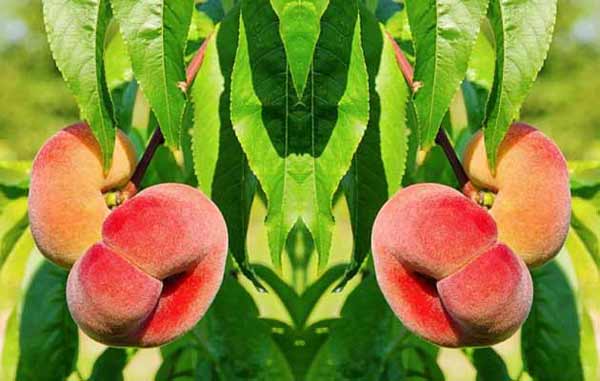 تعبیر خواب هلو انجیری برای دختر مجرد + معنی هلو انجیری برای دختر مجرد چیست